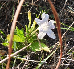 Ruellia metziae