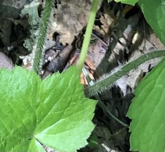 Ranunculus recurvatus
