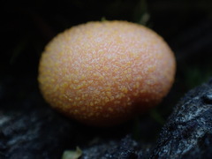 Lycogala epidendrum