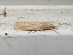 Gonioterma mistrella