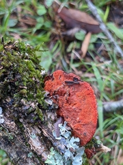 Trametes cinnabarina