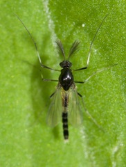 Cricotopus bicinctus