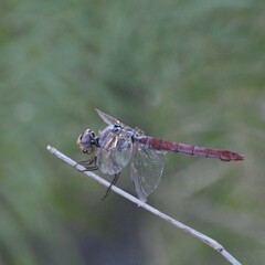 Orthemis ferruginea