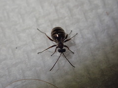 Acraspis quercushirta