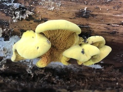 Pseudomerulius curtisii