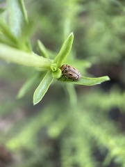 Cryptocephalus spurcus