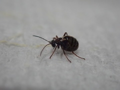 Acraspis quercushirta