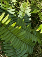 Pellaea falcata