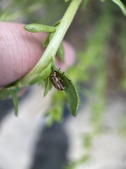 Cryptocephalus spurcus