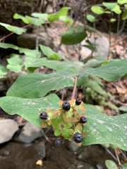 Hypericum androsaemum