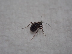 Acraspis quercushirta