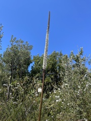 Xanthorrhoea