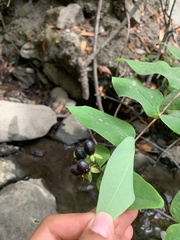 Hypericum androsaemum