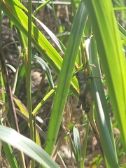 Melanoplus ponderosus