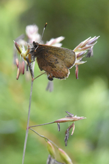 Callophrys augustinus