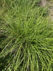 Carex virgata