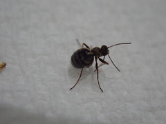 Acraspis quercushirta