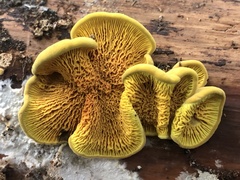 Pseudomerulius curtisii