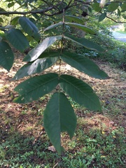 Juglans cinerea