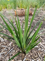 Dianella caerulea