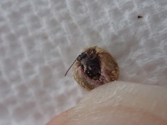 Acraspis quercushirta