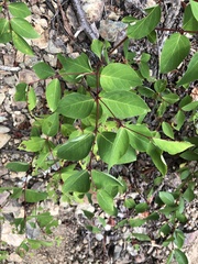 Apocynum androsaemifolium