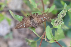 Apyrrothrix araxes