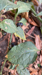 Solanum americanum