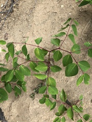 Apocynum androsaemifolium