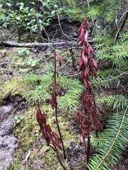 Corallorhiza