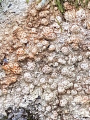 Pertusaria plittiana