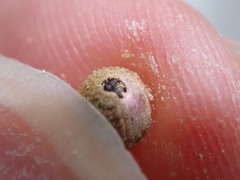 Acraspis quercushirta