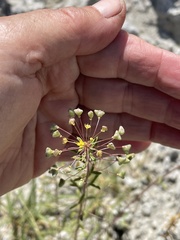 Cleomella parviflora