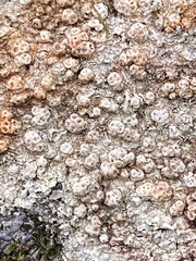 Pertusaria plittiana