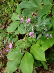 Desmodium paniculatum