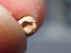 Acraspis quercushirta