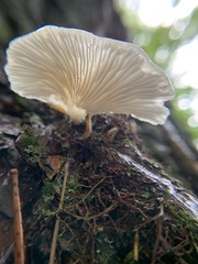 Pleurocybella porrigens
