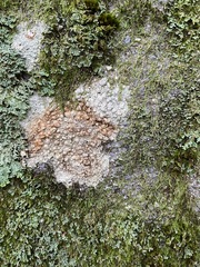 Pertusaria plittiana