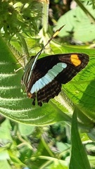 Adelpha