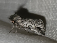 Ursia noctuiformis