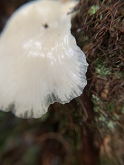 Pleurocybella porrigens