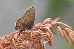 Callophrys augustinus