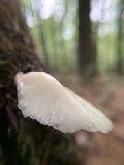 Pleurocybella porrigens