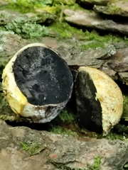 Scleroderma