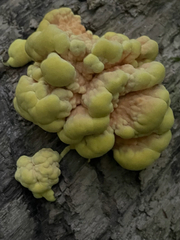 Laetiporus
