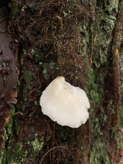 Pleurocybella porrigens