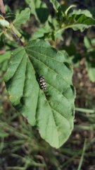 Acmaeodera alicia