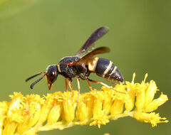 Euodynerus hidalgo