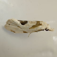 Aethes angustana