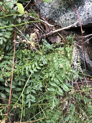 Polemonium pulcherrimum